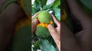 fresh mango #fresh #fruit #garden #agriculture #farming #shorts #viral