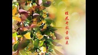 桂花开放幸福来 Sweet Osmanthus Blossom Brings Happiness