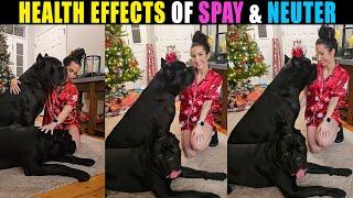 Health Effects of Spay & Neuter on a Cane Corso