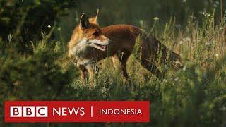 Adakah hewan mutan di Chernobyl? - BBC News Indonesia