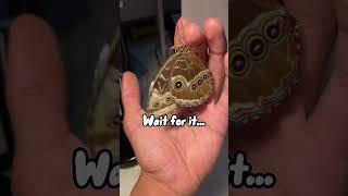 Morpho butterfly #viralshorts #shorts #butterfly #moths #feedshorts #feed #cute #southamerica