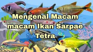 Mengenal Macam macam Ikan Sarpae Tetra