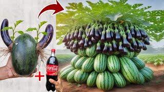 Amazing How to growing eggplant tree with watermelon Using Coca Cola to promote faster fruiting