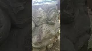 GemparKepala Arca Kala Tergeletak Di Reruntuhan Candi Jombang