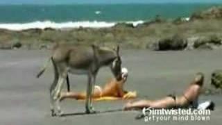 Funny Horny donkey have an erection on the beach...