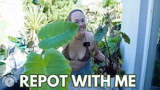 Repot with me + answering questions  Plant with Roos