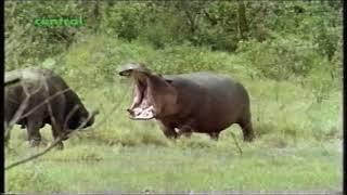 Hippo vs Cape Buffalo