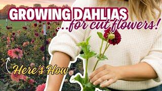 Grow Dahlias For Cut Flowers In Just A Few Steps