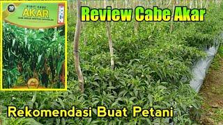 Review cabe varietas akar