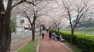 Korea Small Town - Cherry Blossoms