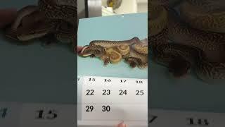 2024 Ball Python Calendars Are Here #animals #pets #reptiles #snake #ballpython