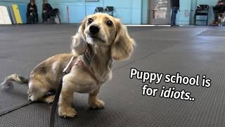Ep #7 its a Daphne Day - Cute Dachshund Puppy Vlog