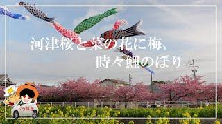 春の訪れを告げる花、河津桜、梅、菜の花。2024年早春ドライブで巡った河津桜まつりみなみの桜と菜の花まつり免々田川 菜の花と桜まつり東大山河津桜まつり加治の花畑豊岡梅園相良梅園足立梅園