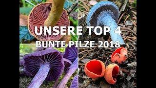 UNSERE TOP 4  Bunte Pilze 2018  Lacktrichterling Grünspanträuschling Prachtbecherling