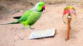 Build simple diy parrot bird trap make from old phone & bottle