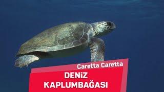 Deniz Kaplumbağaları  Caretta Caretta