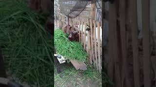 Pejantan Boer F4 x Betina Boer F3