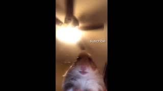 Hamster videocall meme