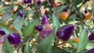 SemiStrani.it - Bolivian Rainbow splendido Peperoncino ornamentale dalla Bolivia - Capsicum Annum