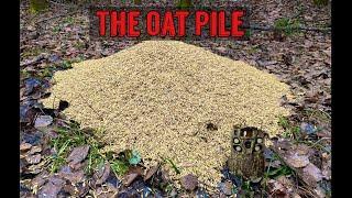 Leaving a PILE OF OATS in the Woods. Heres what happens Trail Camera