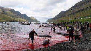 Pilot whale slaughter on the Faroe Islands  18+