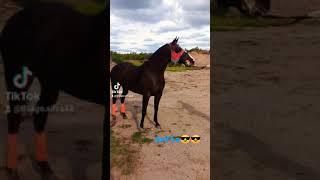 Tik Tok de caballos de carreras