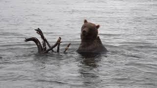 Медведи и я среди них Камчатка Курильское озеро сентябрь 2017