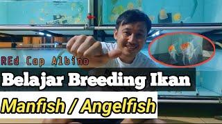 Belajar Budidaya Ikan Manfish AngelFish