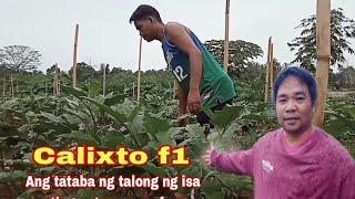 Calixto f1 ang tataba ng talong isa sa ating naturuan na farmer kumita sa talong.