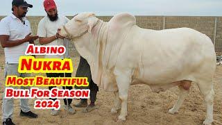 Most Beautiful Cholistani Albino Nukra. Karims Cattle Farm. Bakra Eid Season 2024.