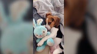 【かわいい動画】癒やされる犬 猫動物のおもしろ動画集＃２