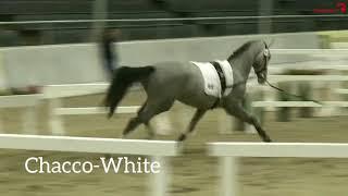 Chacco-White Lunging Chacoon Blue x Spartacus approved stallion