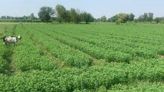 Alfalfa Cultivation For Goats  بکریوں کے لئے لوسن کی کاشت