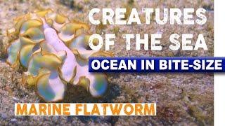 Creatures of the Sea - Mind-boggling Flatworm