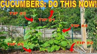 Your Cucumbers Will LOVE You For This 5 Things To Do NOW