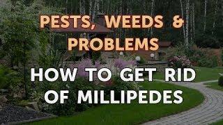 How to Get Rid of Millipedes