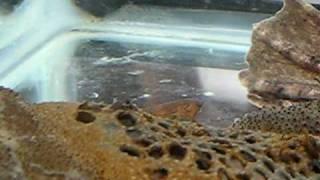 Pipa pipa - Surinam Toad Babies Emerging