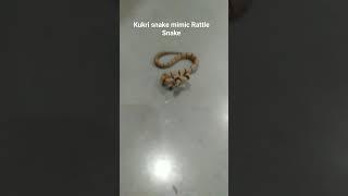 Kukri snake behave like a Rattle Snake By Dilip Giri #bnhs #snake #snakevideo #snakes #rattlesnake