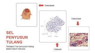 SISTEM MUSKULOSKELETAL