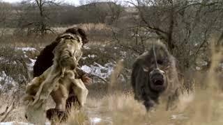 Walking With Beasts Woolly Rhino attack extended scene