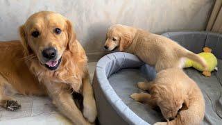 Golden Retriever Puppies and Dog Dad Enjoy Playing Together