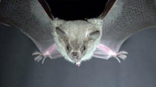 A New Bat Species for Costa Rica The Honduran Fruit-eating Bat