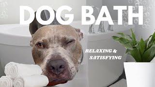 Dog Bath Routine ASMR #dogbath #dogbathroutine #viral #asmr #satisfying #pitbull