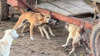 Why dog bully fighting with small dog