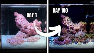 My First Ever REEF AQUARIUM Day 1 to 100