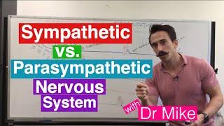 Sympathetic versus Parasympathetic Nervous System  Nervous System