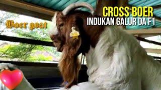 ISTIMEWA Kambing Cross boer f1 Indukan Galur DA Byson