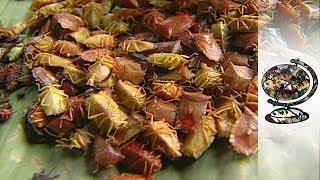 Munching On Bugs In Northern Thailand 2000