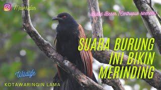 Bikin Merinding  Suara  Burung Bubut Besar