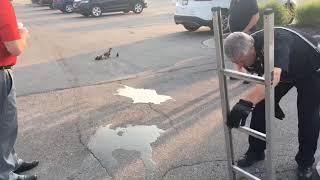 Bay City Fire Department rescues ducklings from storm sewer at Uptown